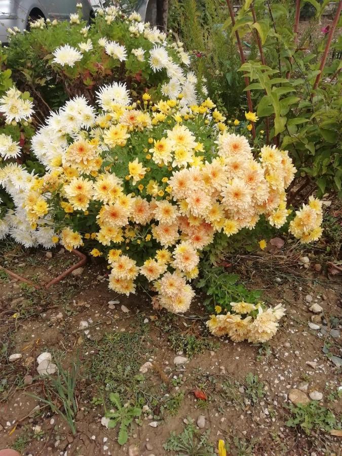 La Nuova Dimora B&B 라킬라 외부 사진